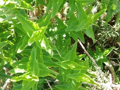 Hypericum foliosum
