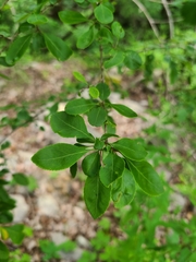 Forestiera ligustrina