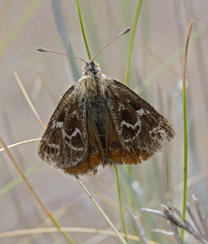 Golden Sunmoth