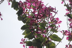 Selasphorus sasin sedentarius