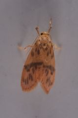 Miltochrista arcuata
