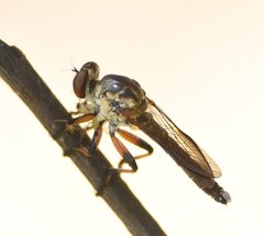 Ommatius floridensis