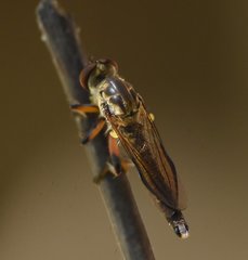 Ommatius floridensis