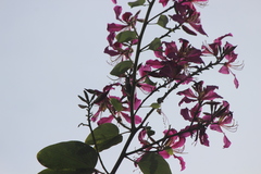 Selasphorus sasin sedentarius