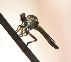 Ommatius floridensis