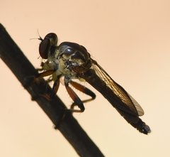 Ommatius floridensis