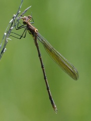 Lestes eurinus