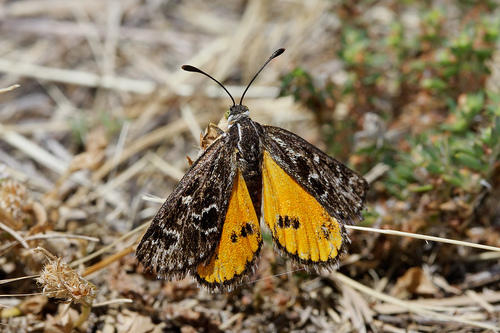 Golden Sunmoth