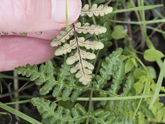 Pentagramma triangularis triangularis