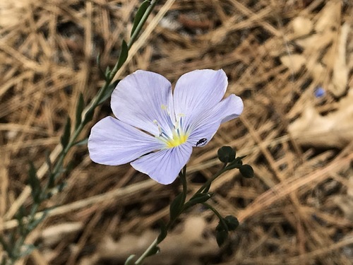 iNaturalist observation photo of Flaxes