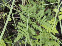 Pentagramma triangularis triangularis