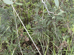 Pentagramma triangularis triangularis