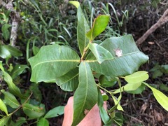Ixora queenslandica