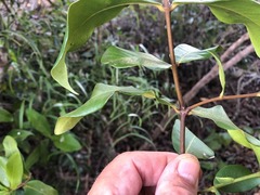 Ixora queenslandica