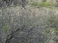 Ceanothus cuneatus cuneatus
