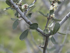 Ceanothus cuneatus cuneatus
