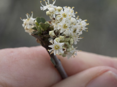 Ceanothus cuneatus cuneatus