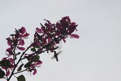 Selasphorus sasin sedentarius