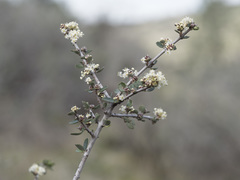 Ceanothus cuneatus cuneatus