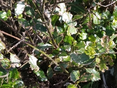 Laurus azorica