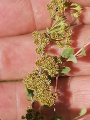 Spiraea hypericifolia