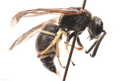 Euodynerus leucomelas