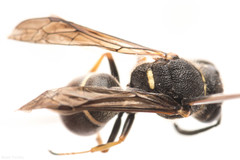 Euodynerus leucomelas