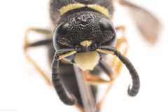 Euodynerus leucomelas