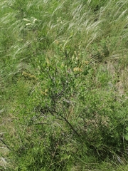 Spiraea hypericifolia