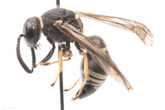 Euodynerus leucomelas