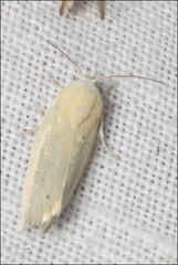 Earias chlorodes