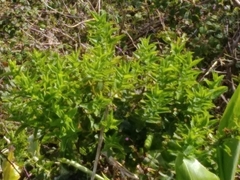 Hypericum foliosum