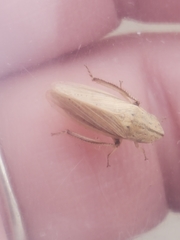 Prairiana