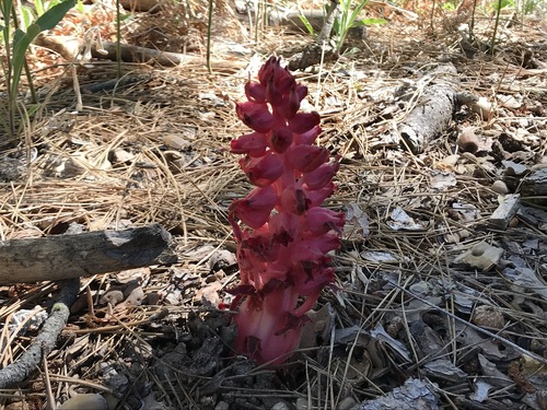 iNaturalist observation photo of Snowplant
