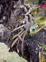 Aporocactus flagelliformis
