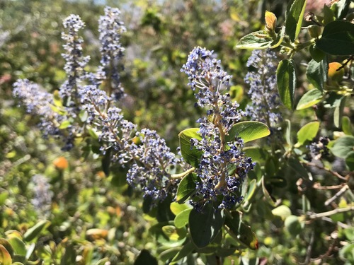 iNaturalist observation photo of Ceanothus