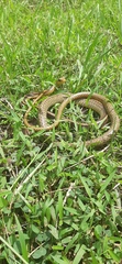 Chironius spixii