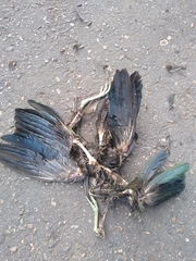 Mesembrinibis