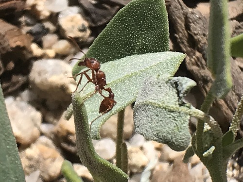 iNaturalist observation photo of Typical American Harvester Ants