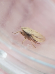 Prairiana