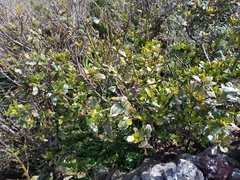 Laurus azorica