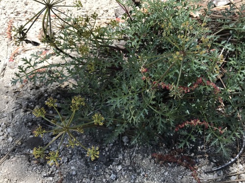 iNaturalist observation photo of Plants