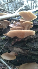 Pleurotus