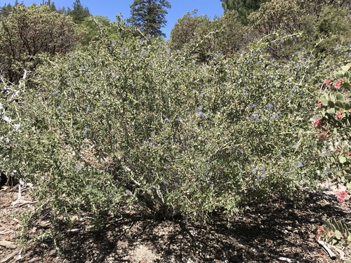 iNaturalist observation photo of Ceanothus