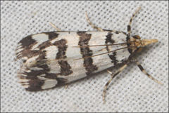 Hednotodes callichroa