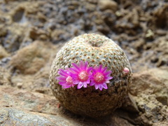 Mammillaria huitzilopochtli huitzilopochtli