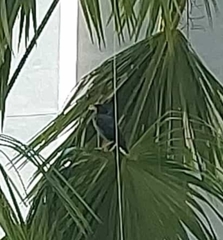 Acridotheres javanicus