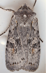 Lithophane antennata