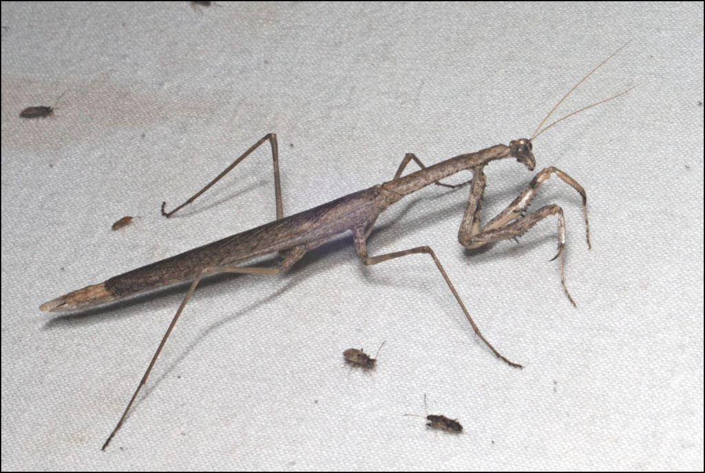 Coenomantis kraussiana