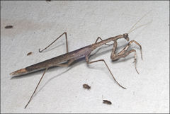 Coenomantis kraussiana